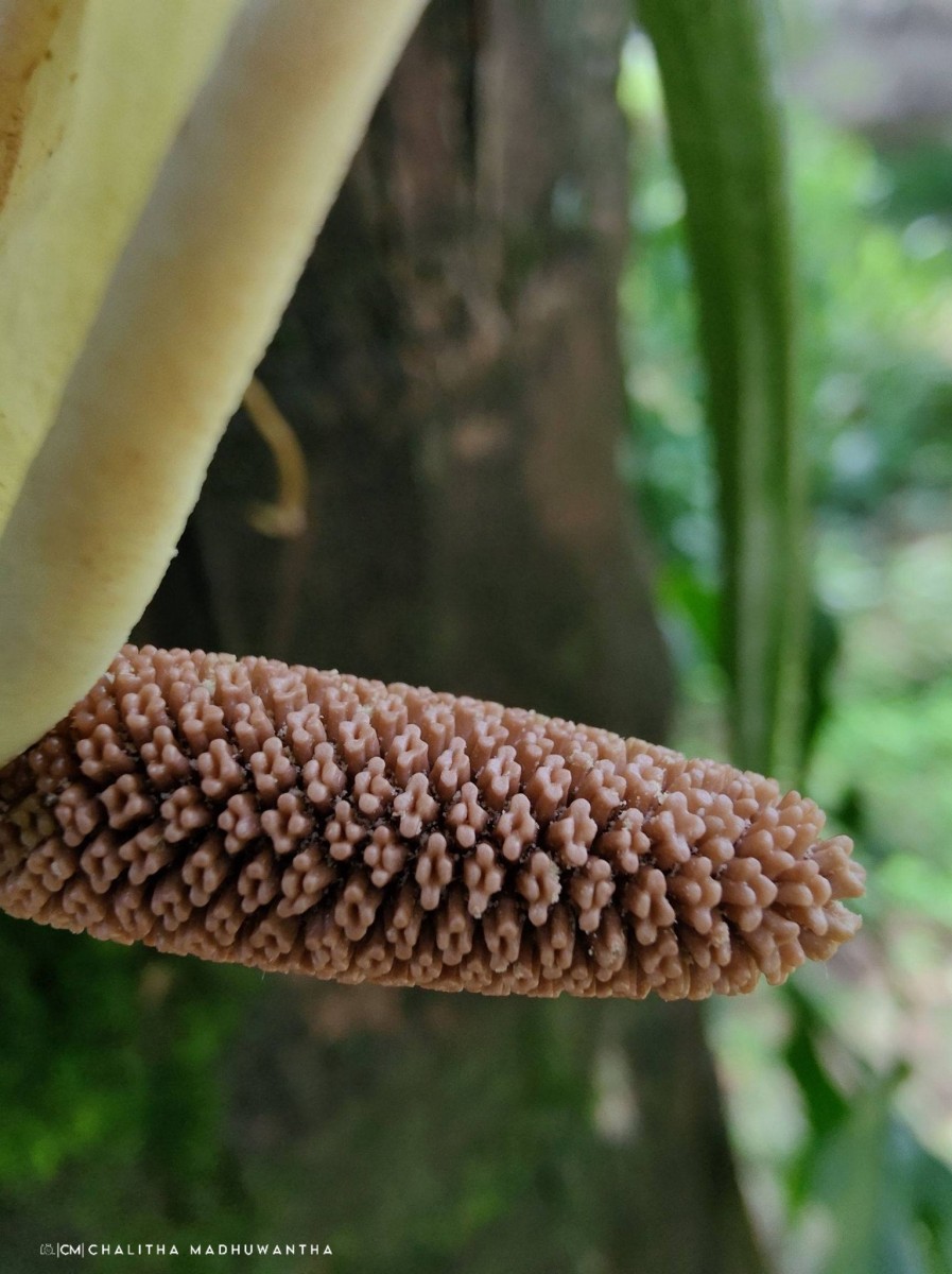 Syngonium angustatum Schott